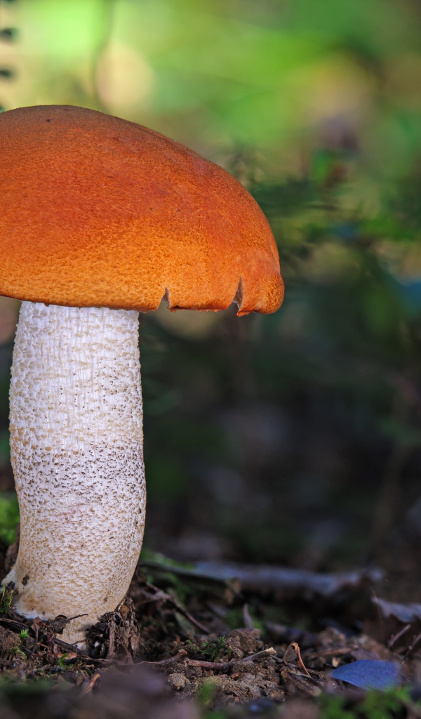 Подосиновик на земле в лесу