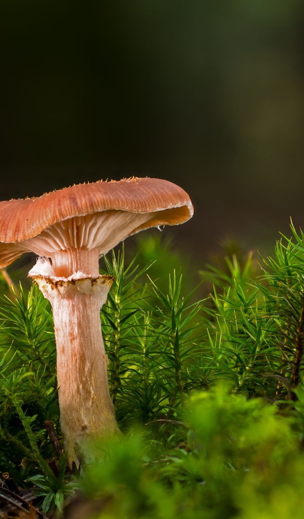 Forest mushroom with green grass