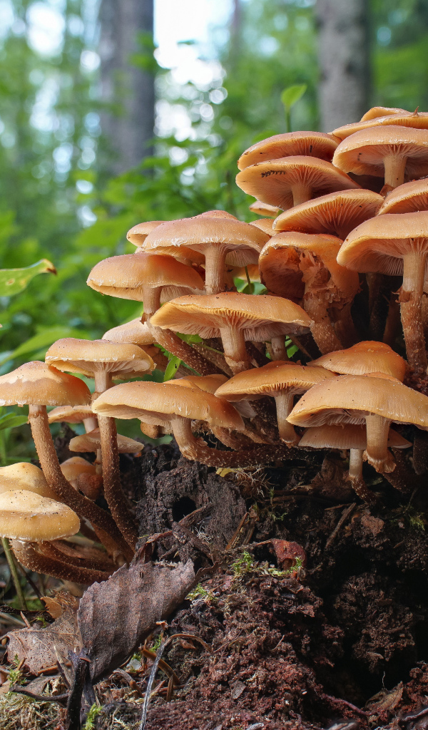 Грибы опята на трухлявом пне