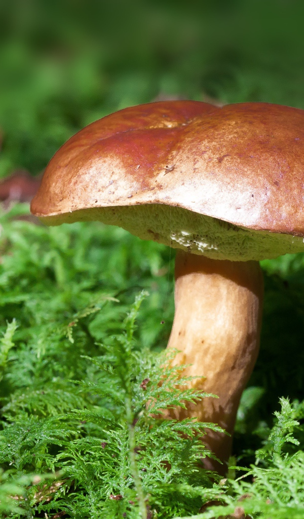 Большой польский гриб на покрытой мхом земле