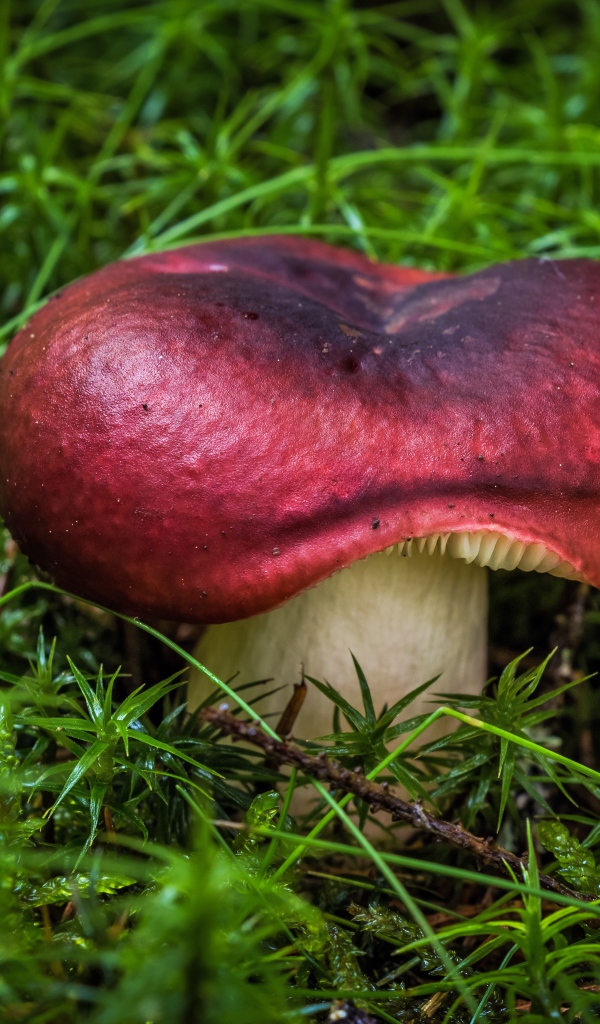 Большой гриб на мокрой покрытой мхом земле