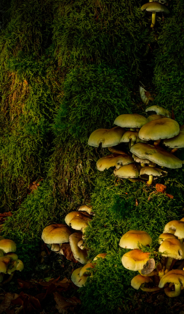 Много грибов на покрытом мхом дереве