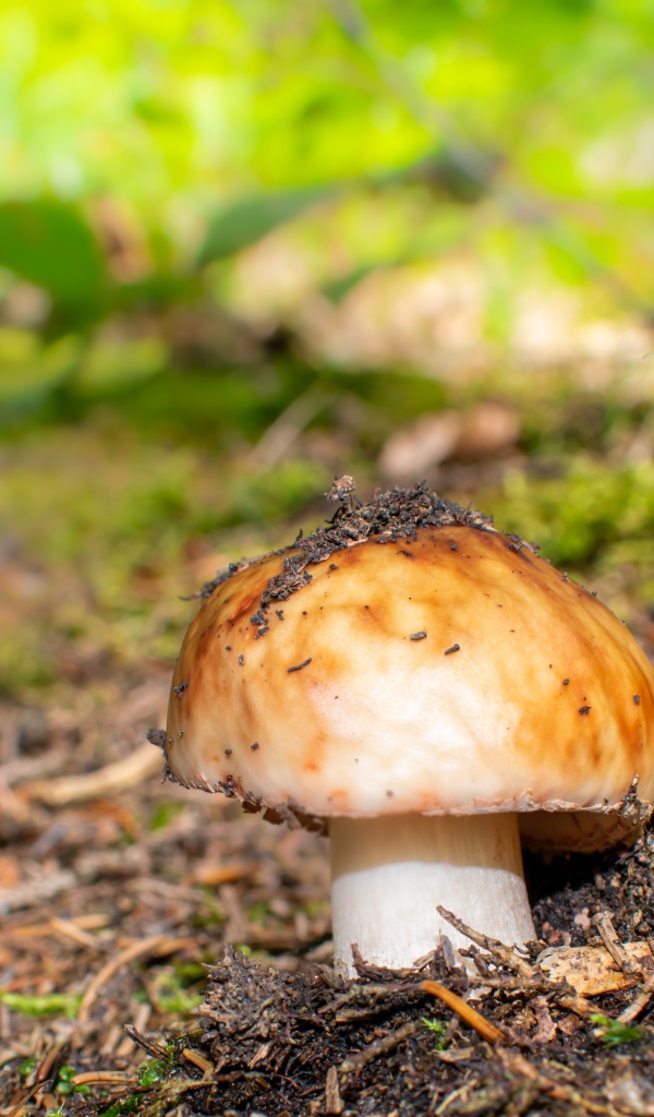 Гриб в земле в лесу