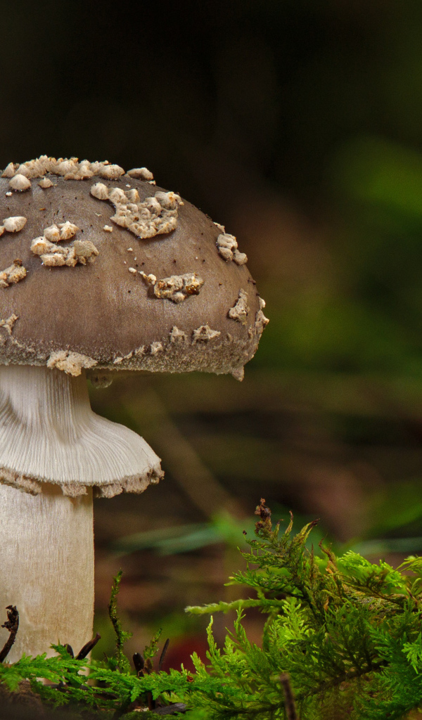 Гриб с зеленым мхом в лесу