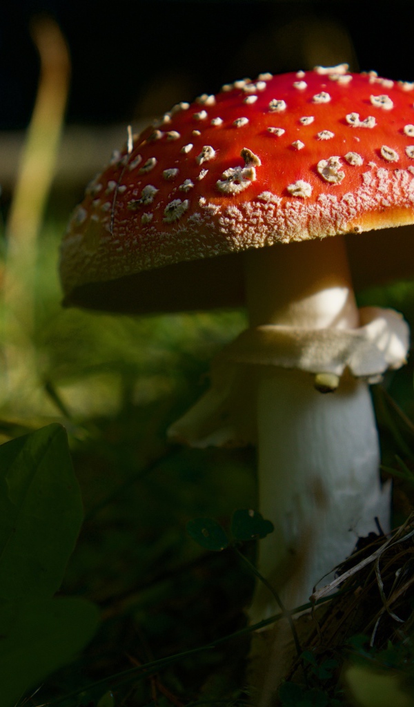 Красный лесной мухомор в зеленой траве