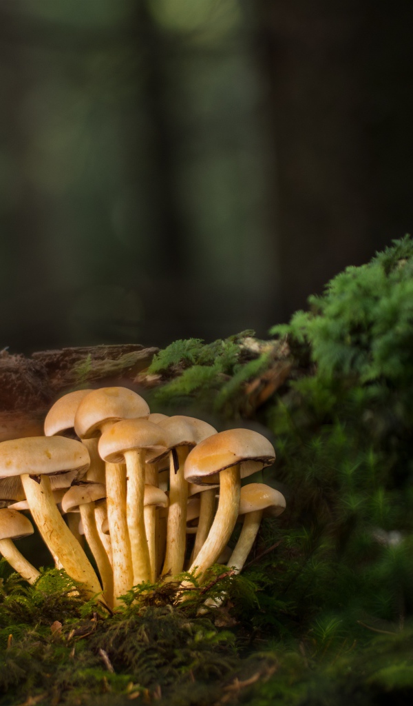 Маленькие грибы под корягой  в лесу