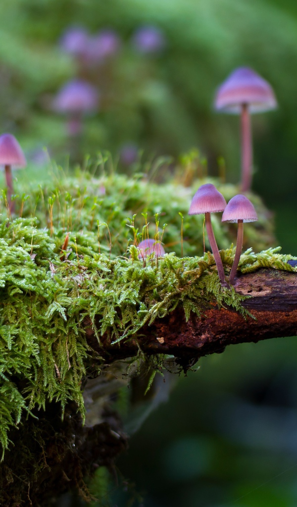 Маленькие ядовитые грибы поганки на покрытом мхом дереве