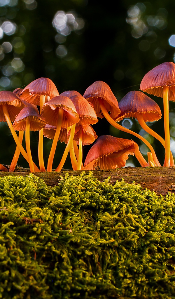 Маленькие грибы поганки на покрытом мхом дереве