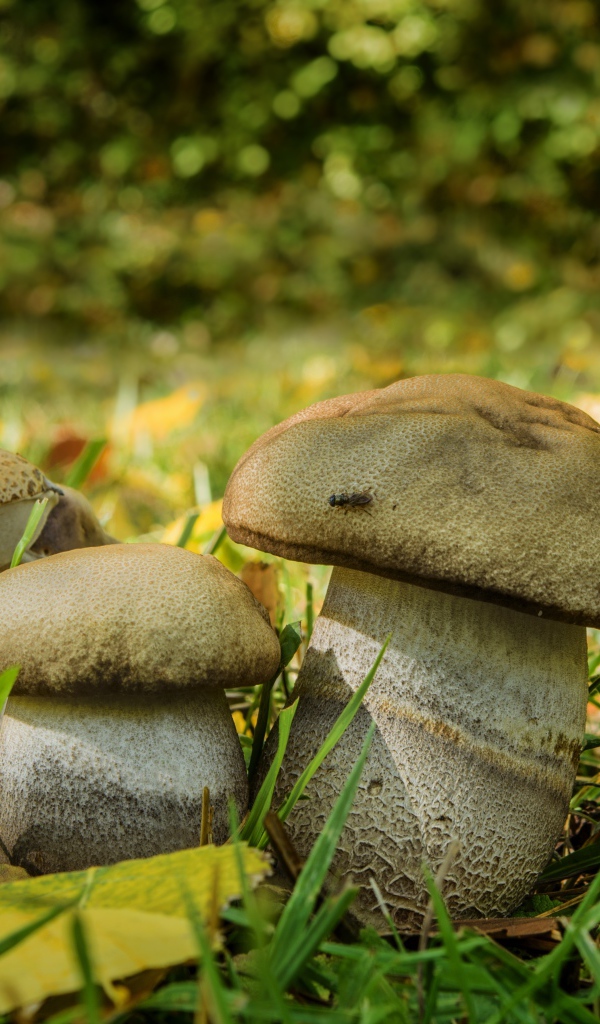 Три белых гриба в зеленой траве 