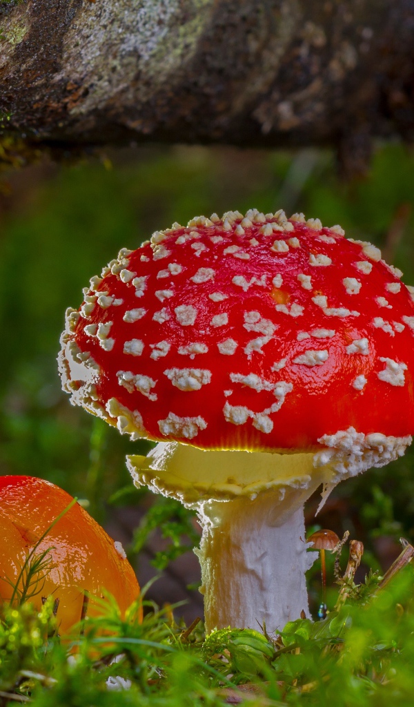 Три красных мухомора под корягой