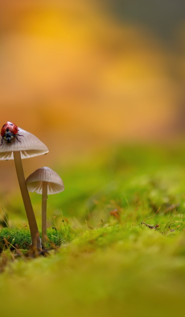 Два гриба поганки на покрытой мхом земле 
