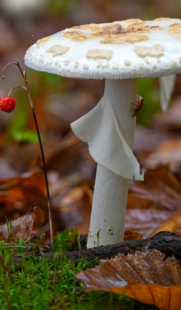 Белый гриб растет в лесу на опавшей листве 