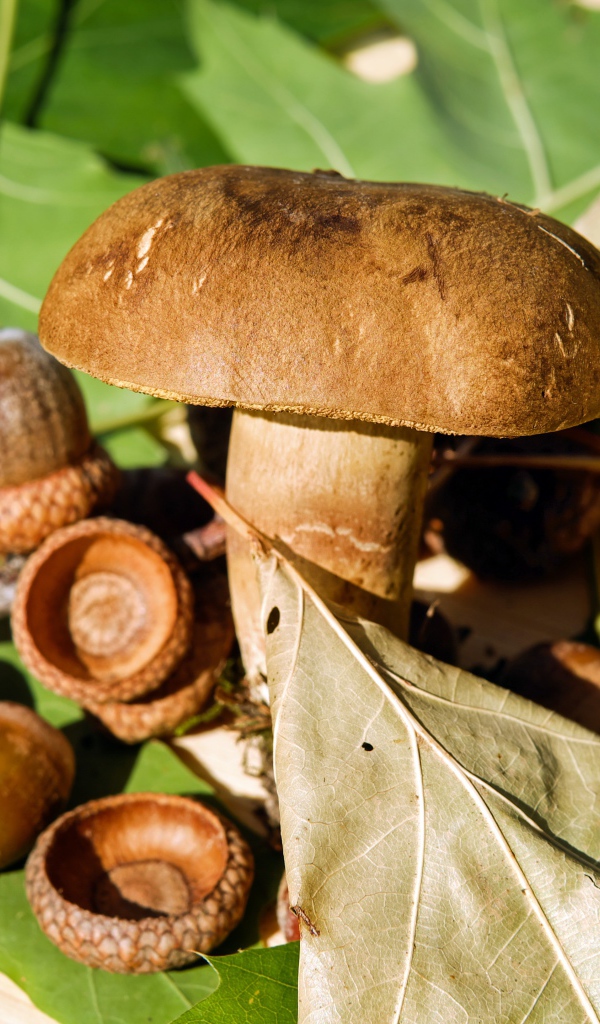 Белый гриб с желудями на листьях 