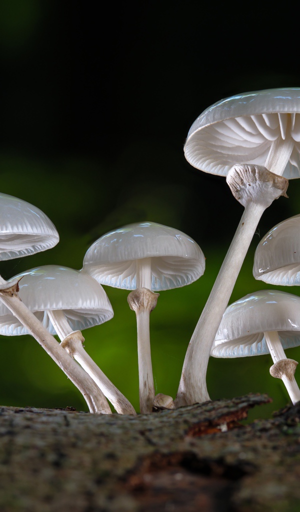 Белые грибы поганки крупным планом