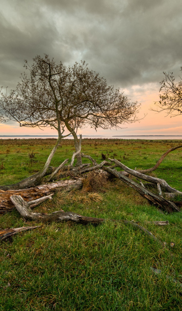 Сухие деревья на зеленой поляне под красивым небом