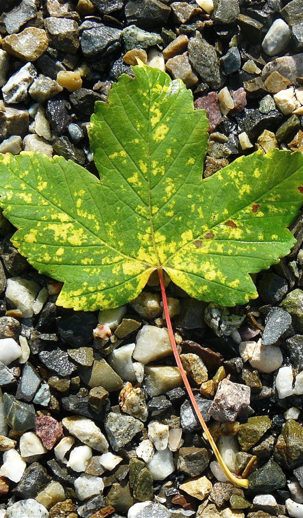 Зеленый лист лежит мелких камнях 