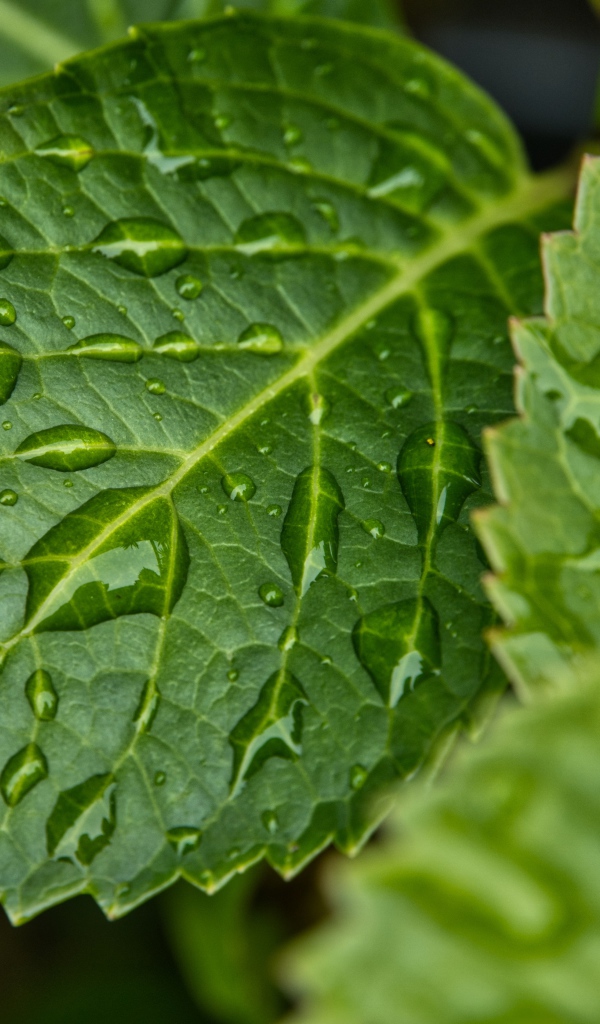 Зеленые листья в каплях дождя