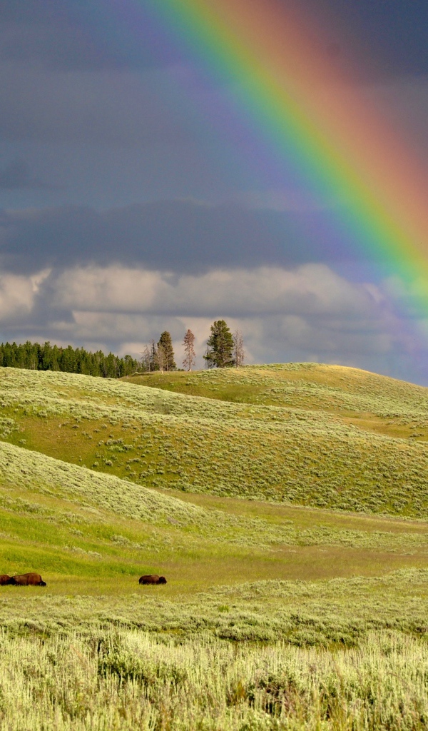 Разноцветная радуга над зеленым лугом