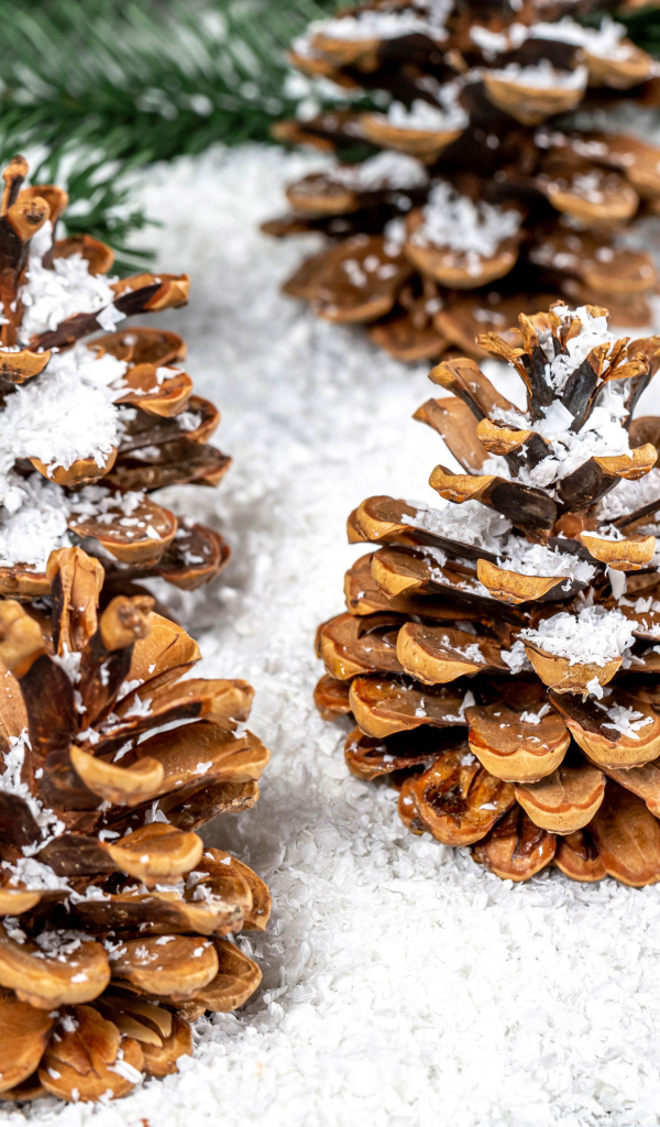 Сосновые шишки покрыты белым снегом