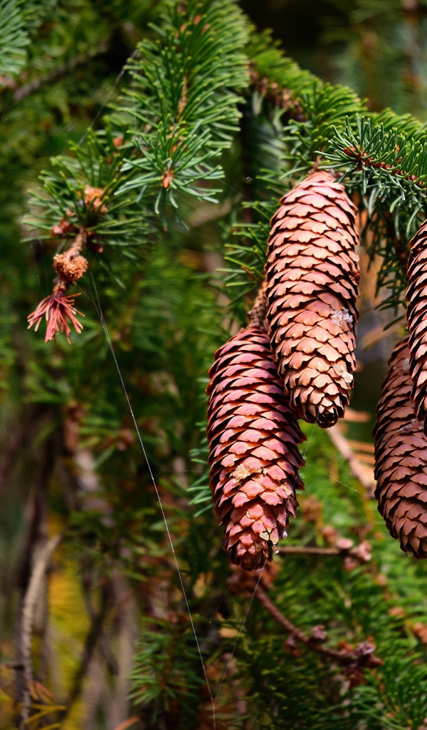 Большие коричневые шишки на колючей ветке ели 