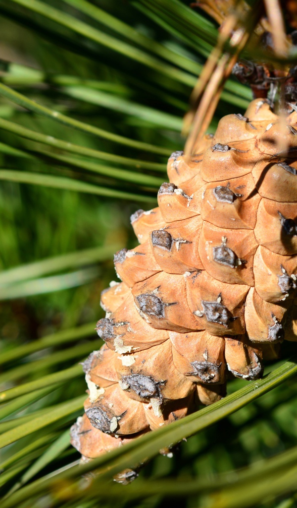 Большая коричневая шишка на сосне 