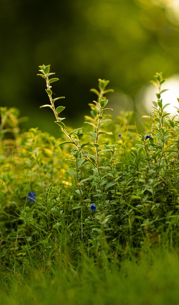 Густая зеленая трава летом 