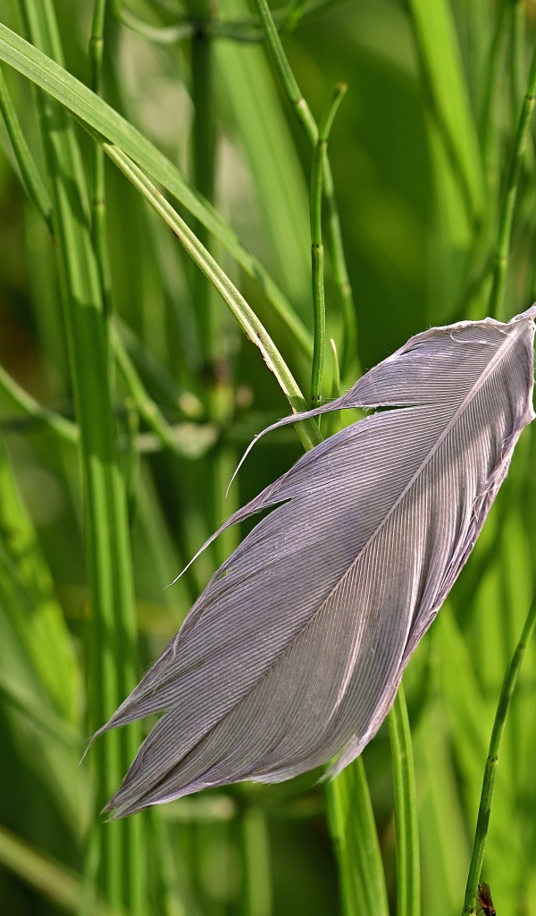 Серое перо лежит на зеленой траве 