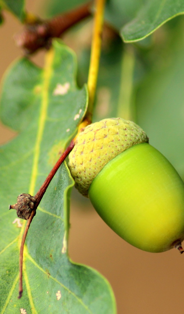 Зеленый желудь на дереве крупным планом