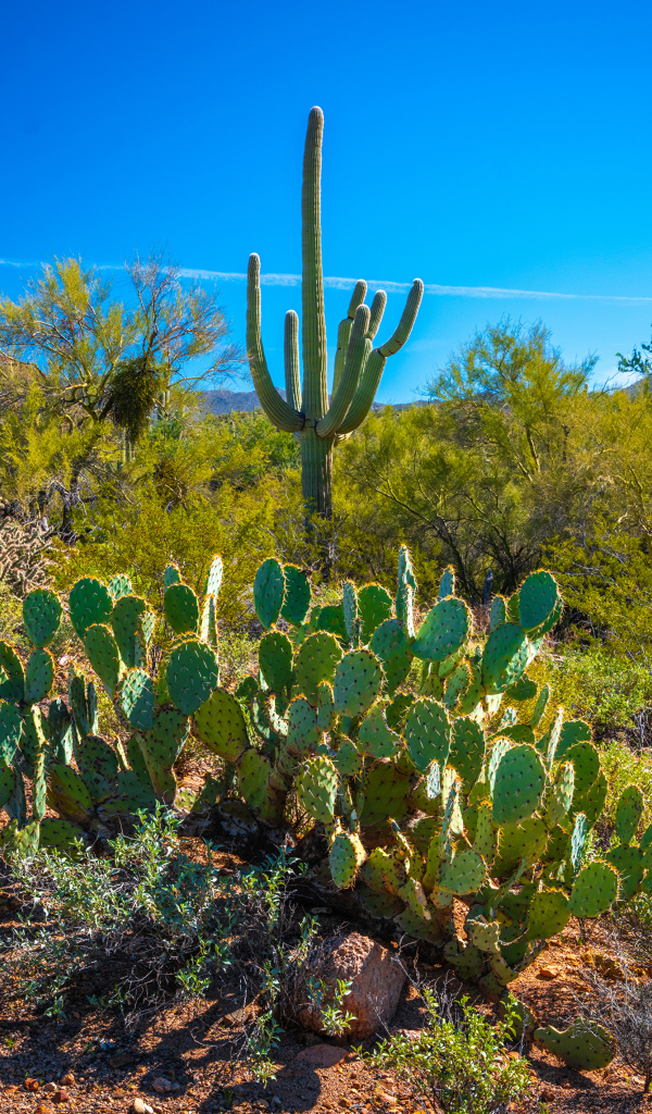 Зеленые кактусы под красивым голубым небом, США 