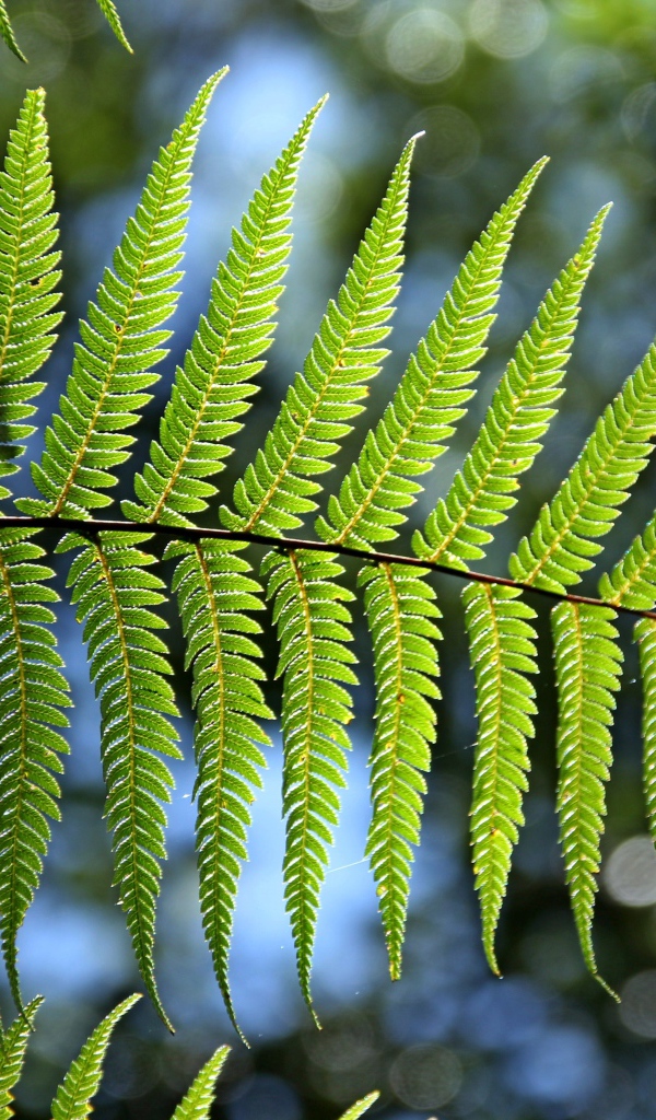 Зеленый лист папоротника в лучах солнца крупным планом 