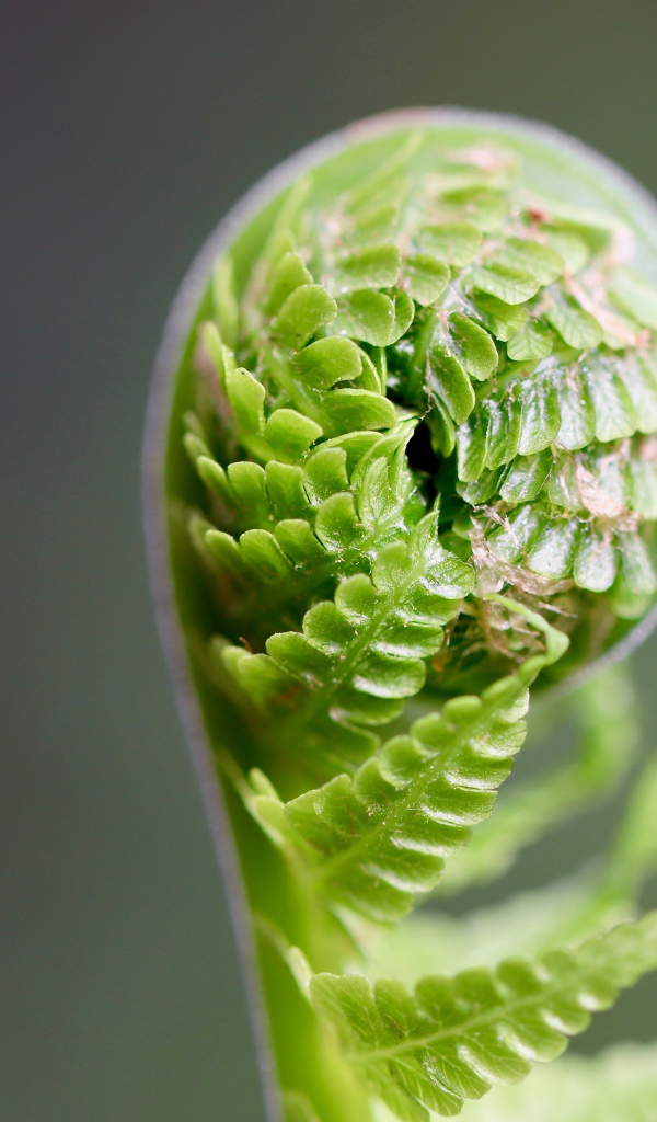 Зеленый лист папоротника раскрывается