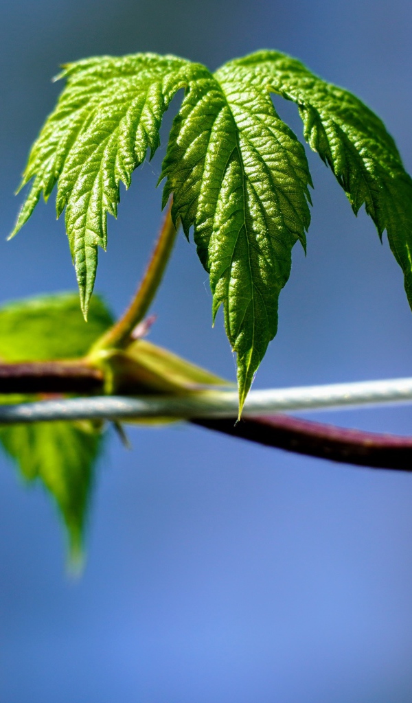 Зеленые листья хмеля на голубом фоне 