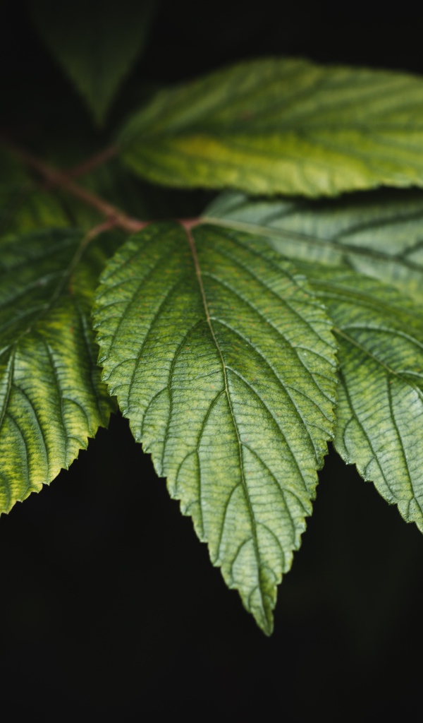 Зеленые листья дерева на черном фоне