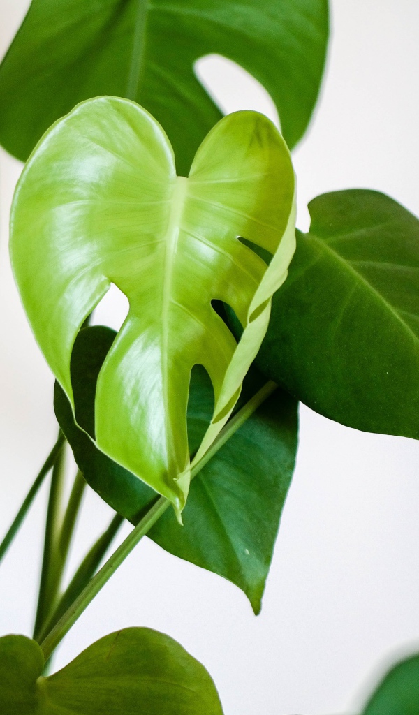 Зеленые листья цветка антуриум 