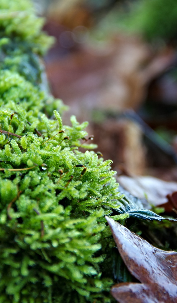 Зеленый мох  на покрытой листьями земле 