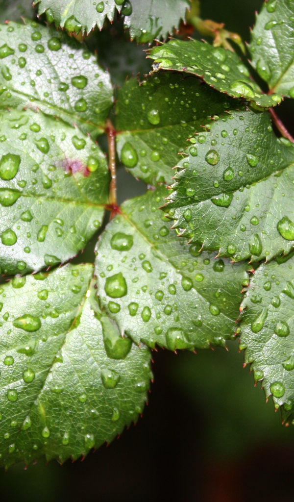 Зеленые листья розы в каплях воды