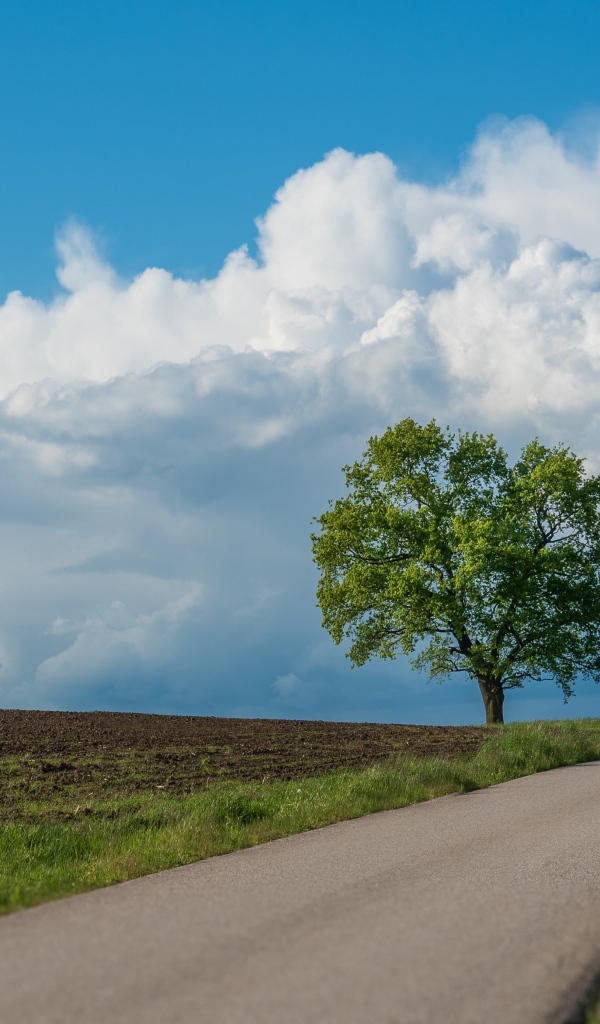 Зеленое дерево у дороги под голубым небом 