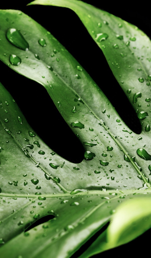 Большой зеленый лист в каплях воды на черном фоне 