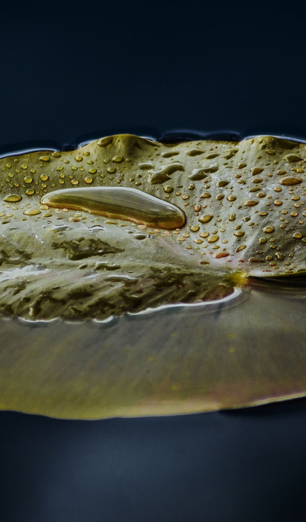 Большой зеленый лист лилии в воде 