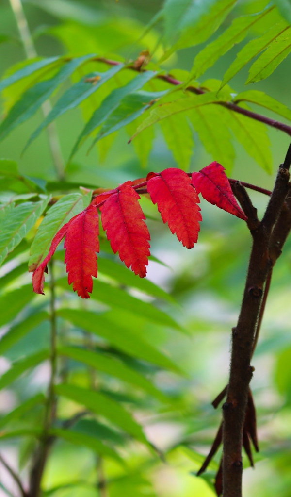 Красный лист среди зеленых листьев на рябине 