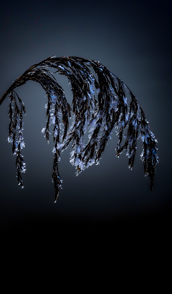 Колосок в инее на черном фоне 