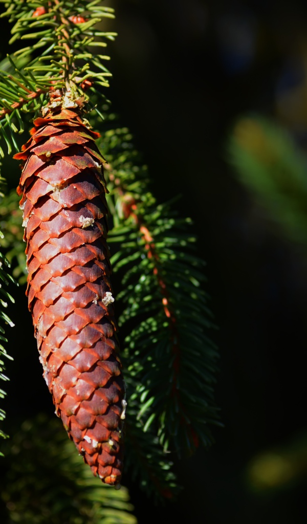 Еловая шишка на ветке с зелеными иголками