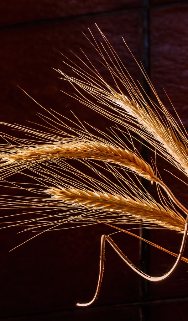 Три колоска пшеницы крупным планом