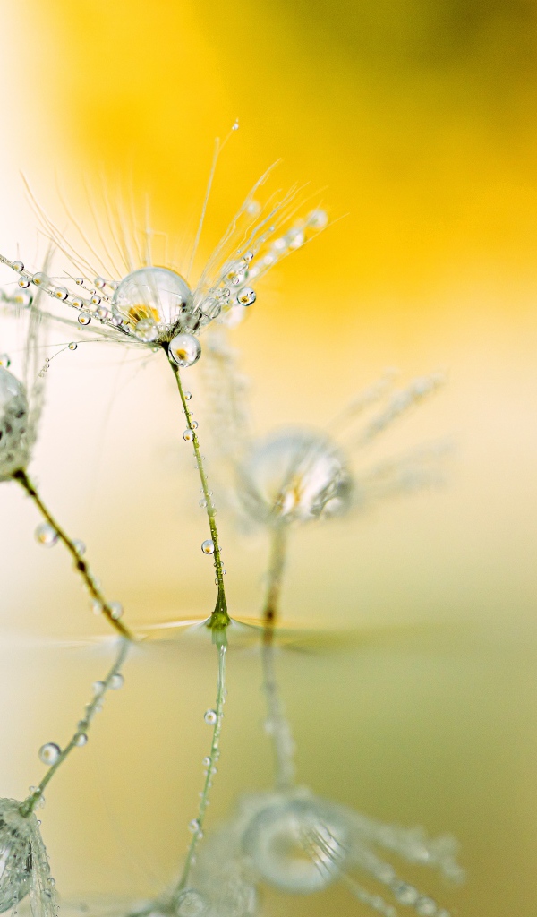Белые пушинки одуванчика с каплями росы