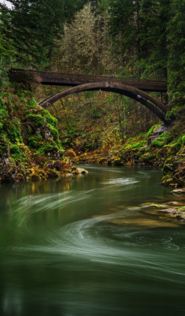 Спокойная река в зеленом лесу