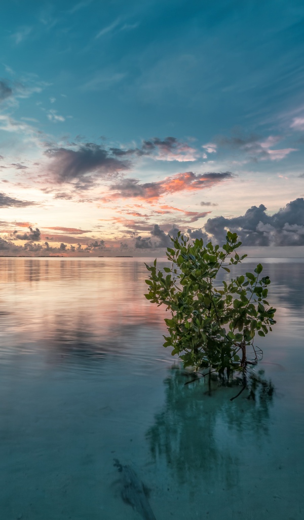 Зеленые ветки в  чистой воде озера 