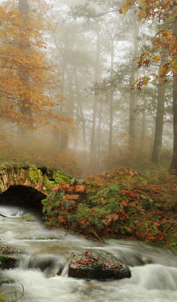 Старый каменный мост через ручей в осеннем лесу 