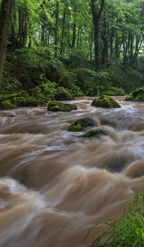 Быстрый поток реки в лесу