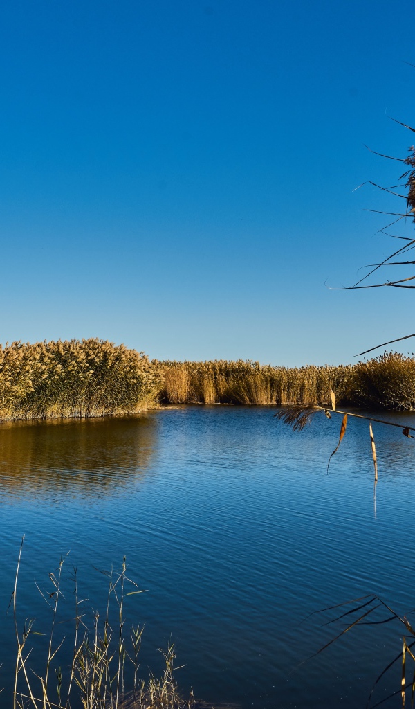 Камыши на берегу озера летом