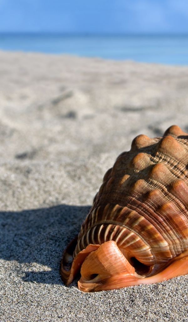 Большая красивая ракушка на песке у моря 